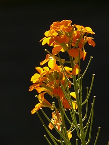 Golden flower blossom photo