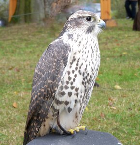 Raptor falcon animal