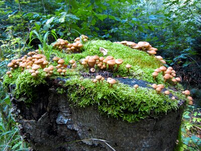 Moss green plant
