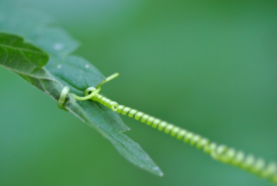 Detail leaf leaves