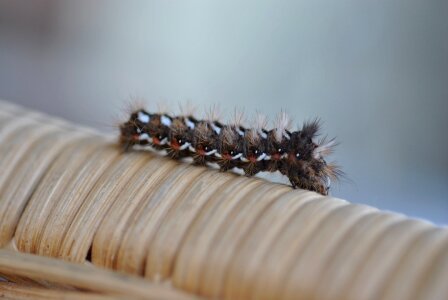 Hairy wooly detail