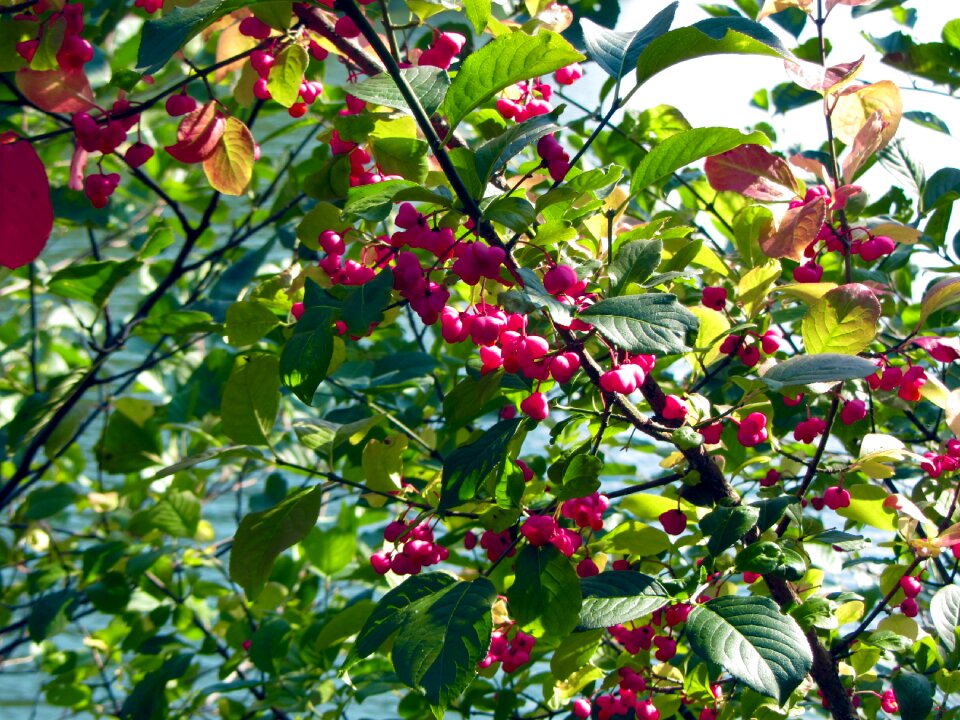 Leaves flowers pink