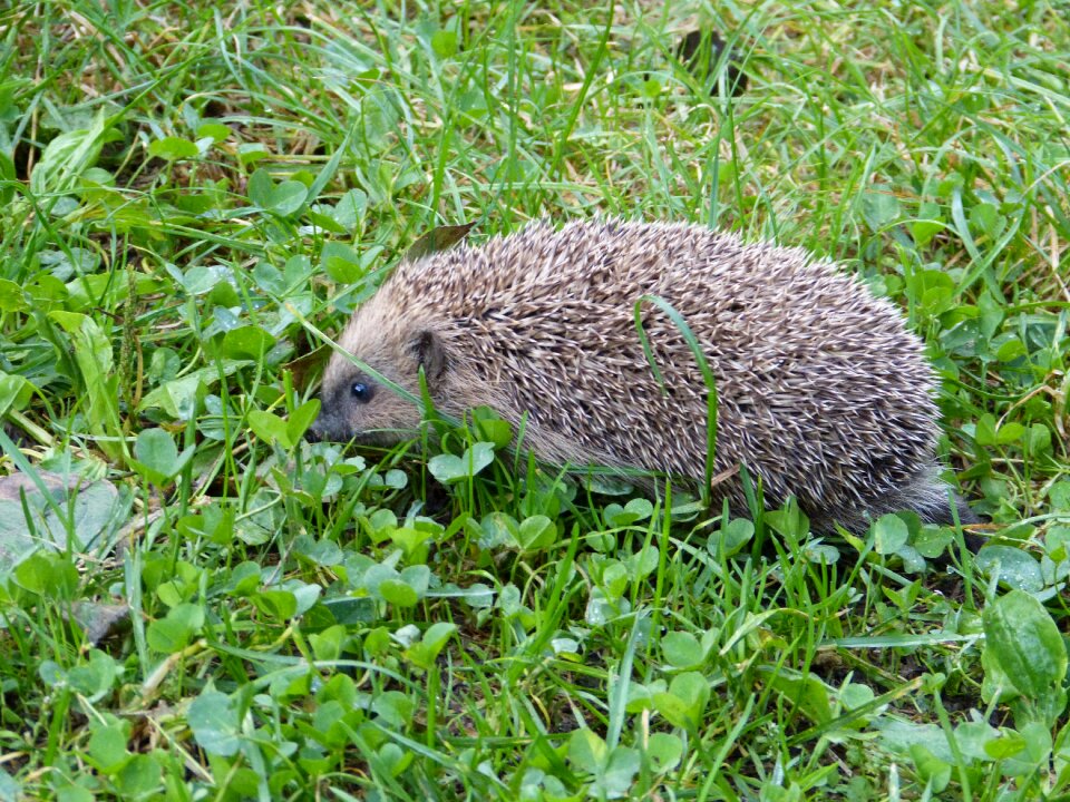 Animal predator nature