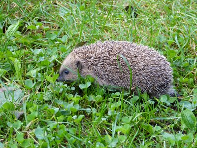Animal predator nature