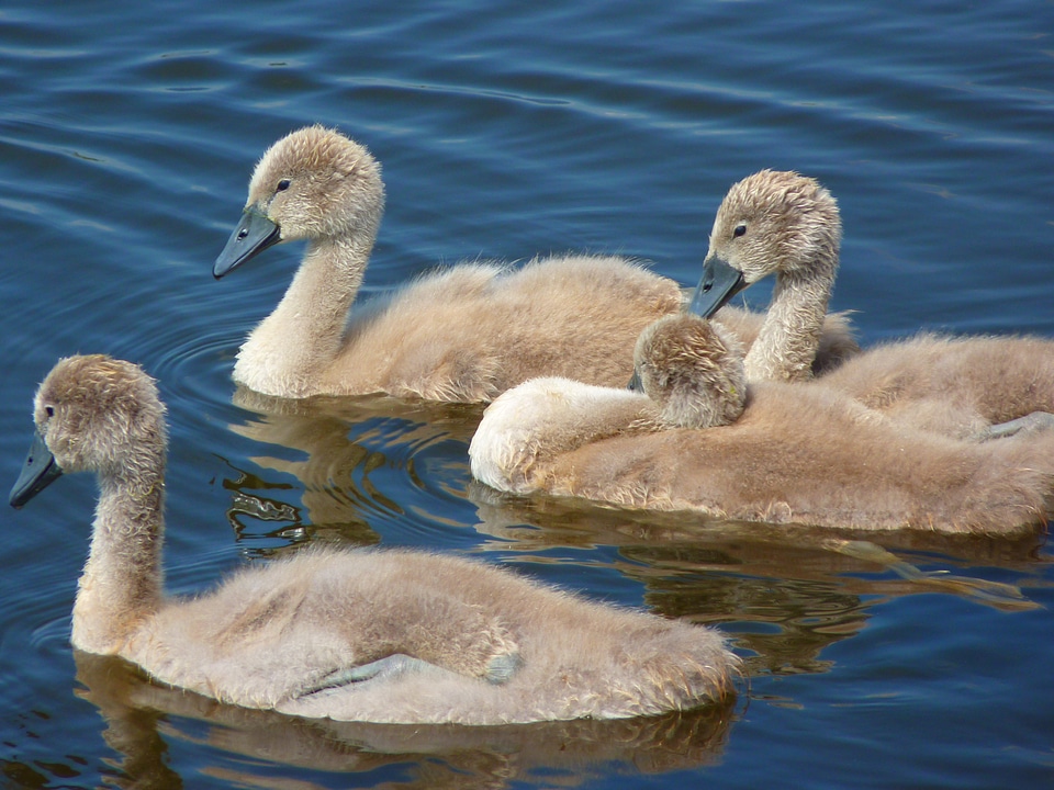 Young animals water bird water
