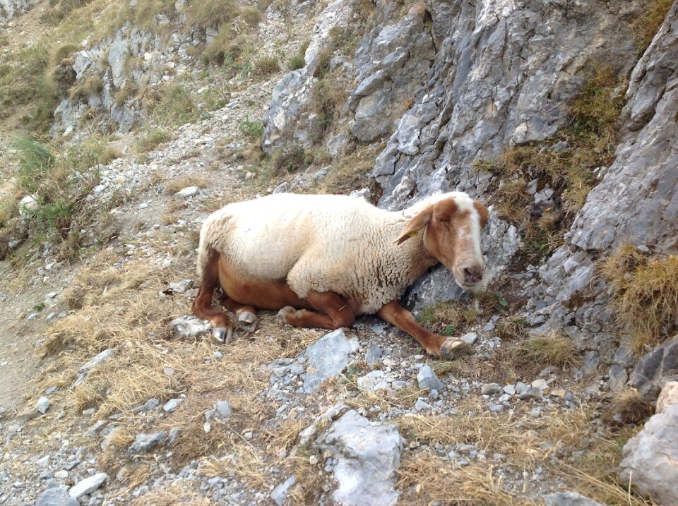 Sheep mountain Free photos