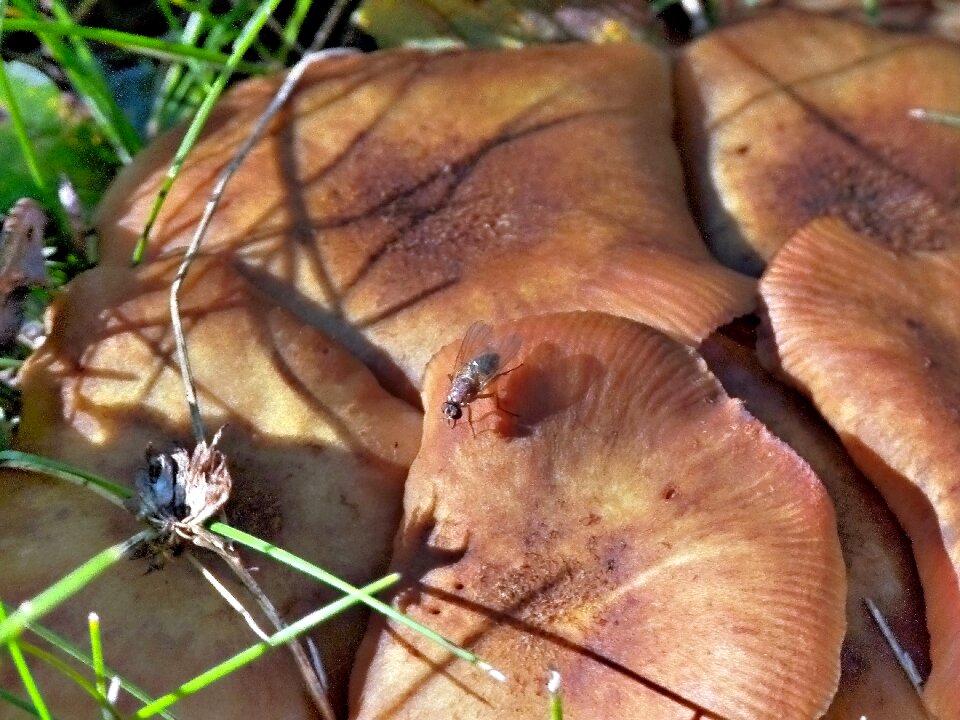 Insect nature animal