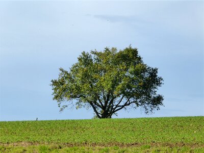 Nature leaves sky