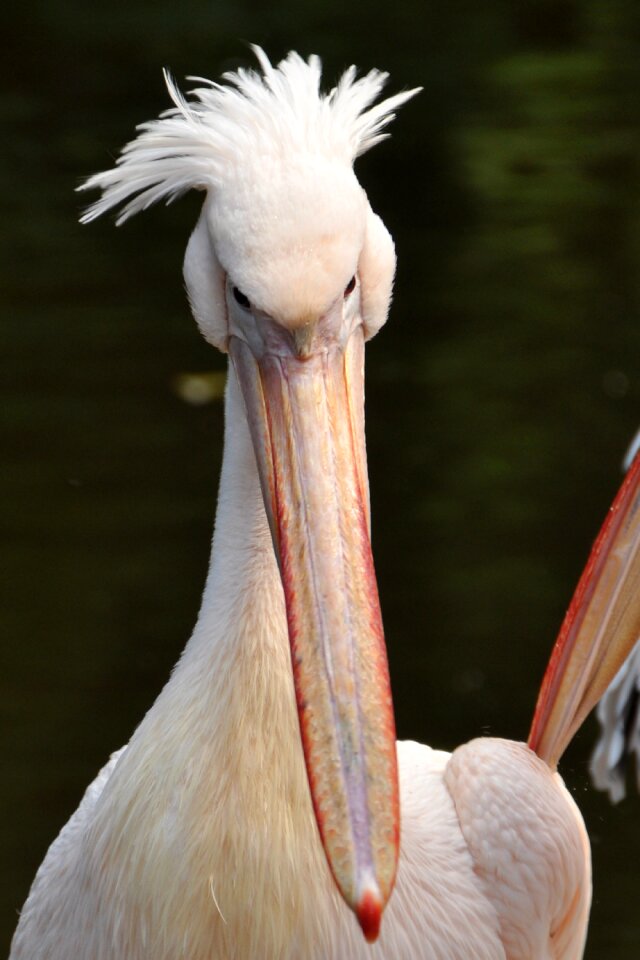 Bird sea birds animal
