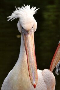 Bird sea birds animal
