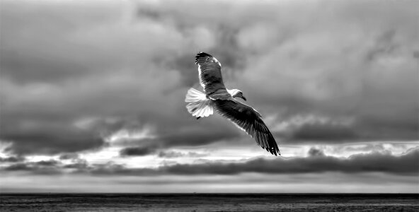 Bird nature seagull photo