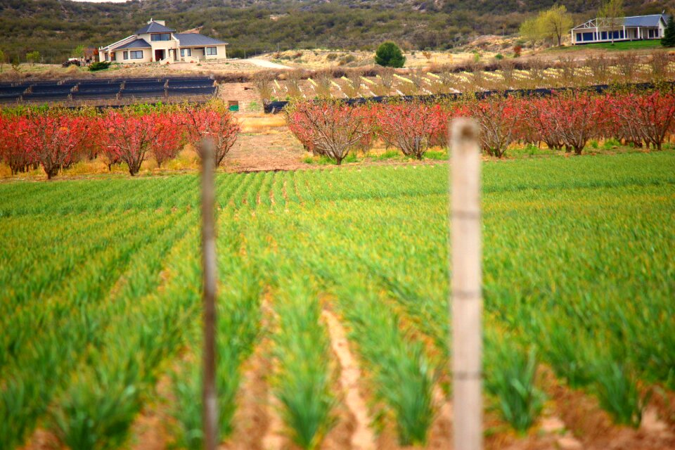 Agriculture earth plants