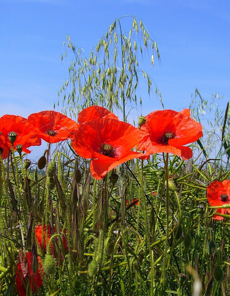 Poppy flower red wild flower