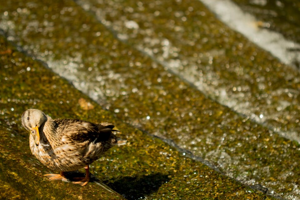 Animal bird water