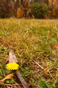 Lawn grass park
