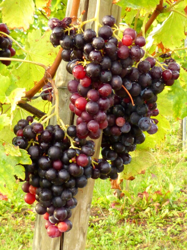 Grapes vineyard fruit