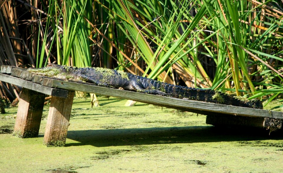 Sun bathing 3 5 meters swamp