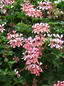 Pink pelargonium peltatum hybrid balcony plant