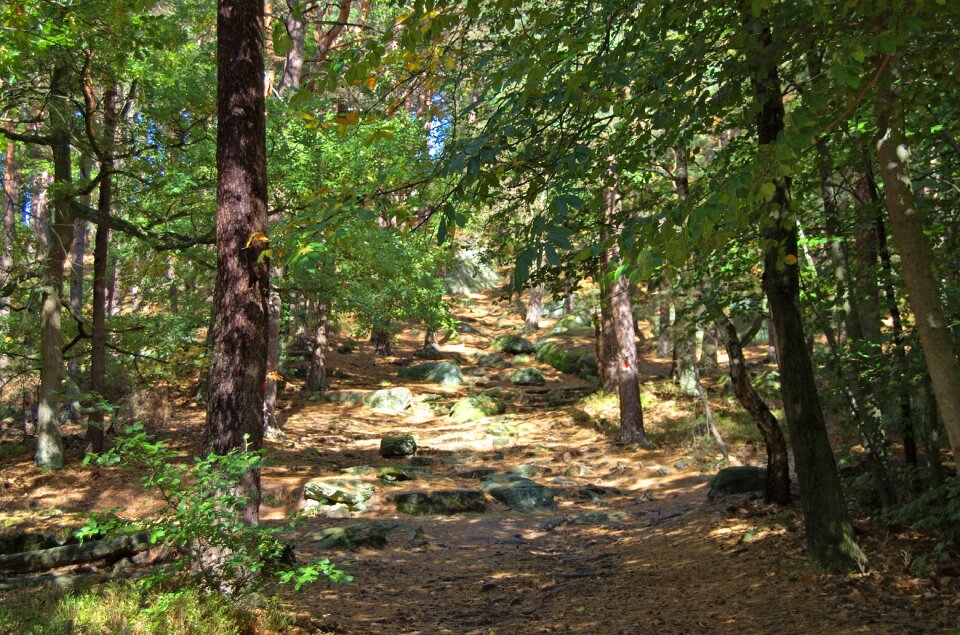 Forest green autumn
