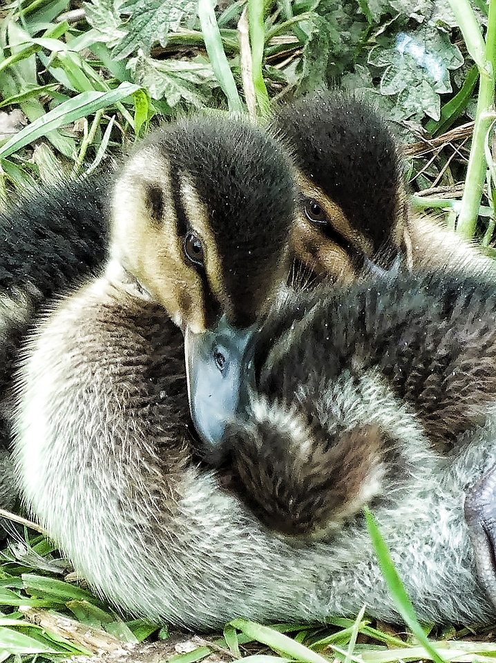 Tiny little babies