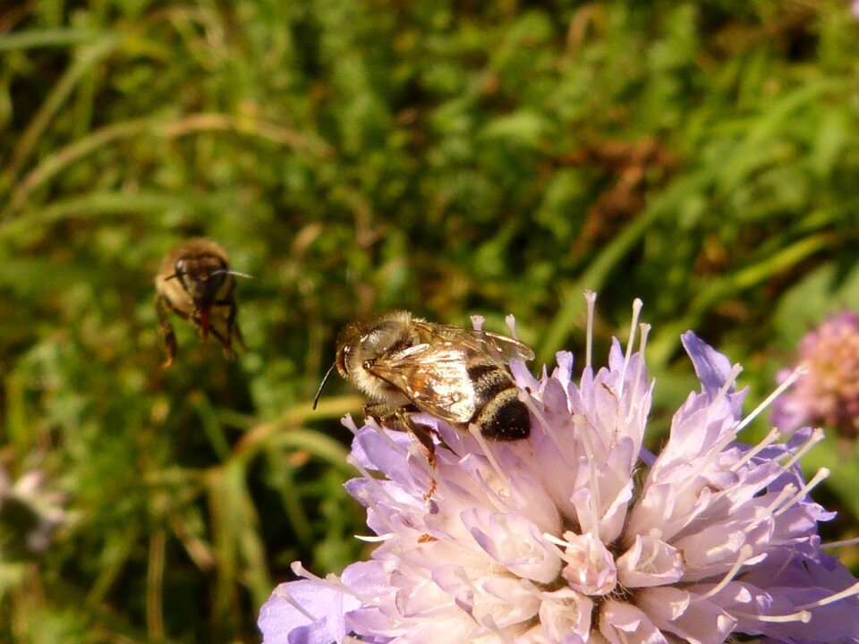Hymenoptera animal blossom