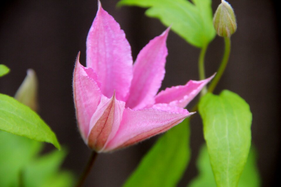 Clematis plant pink