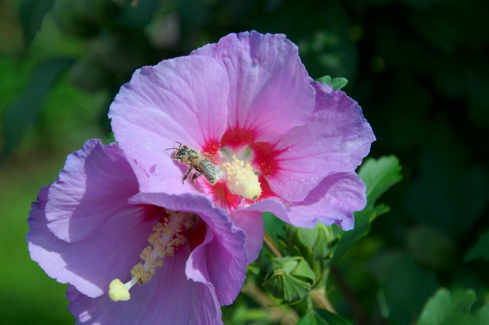 Bush pollen bee