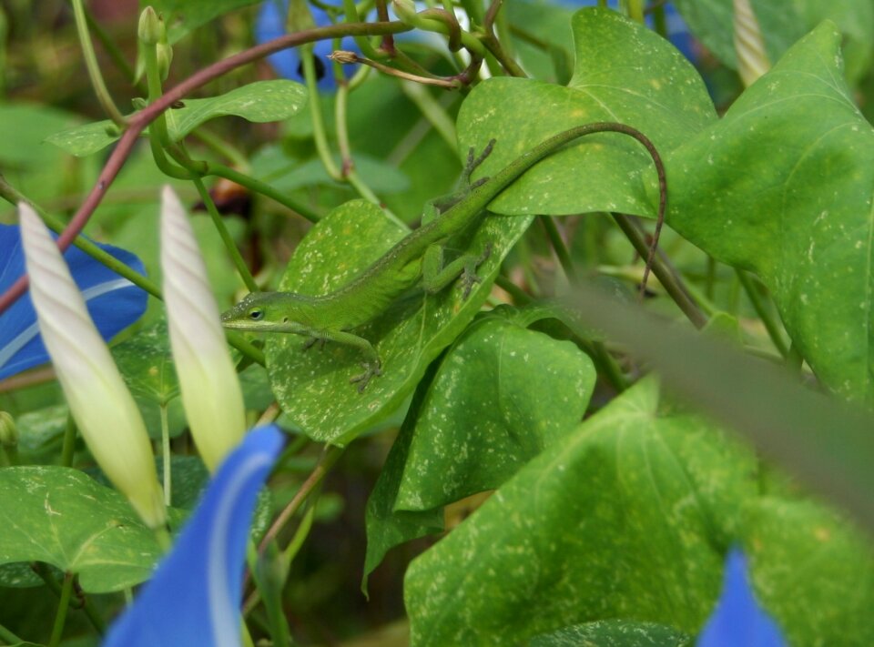 American chameleon color changing camouflage