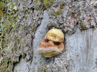 Nature plant face