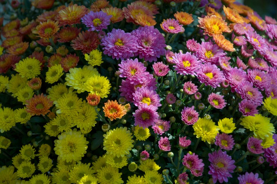 Garden flowers autumn
