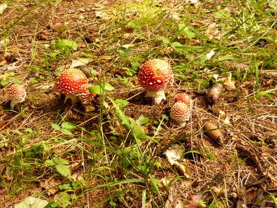 Red forest nature