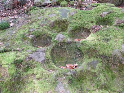 Green moss forest