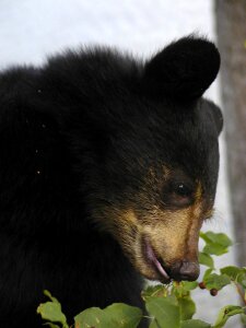 Close-up animal mammal photo