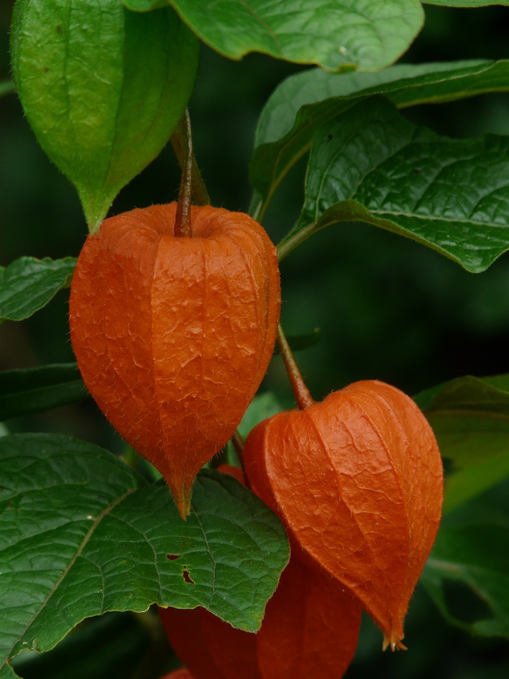 Bladder cherry physalis nachtschattengewächs
