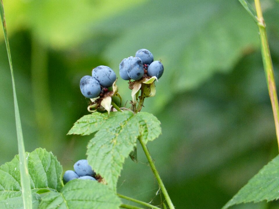 Eat healthy nature