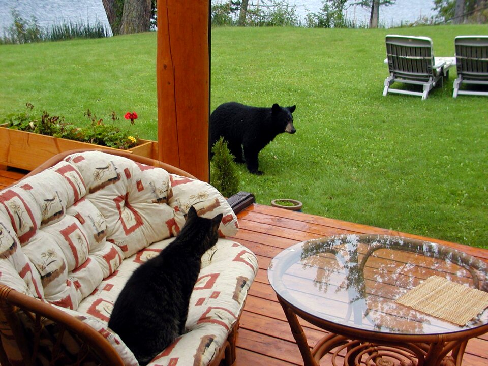 Cat terrace garden