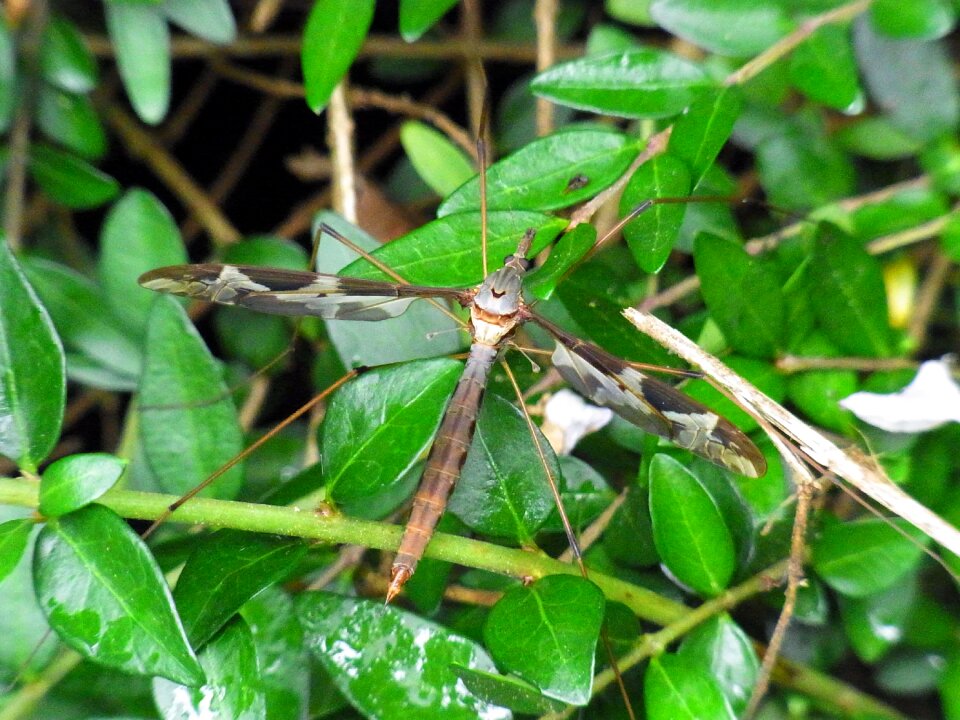 Mosquito animal nature