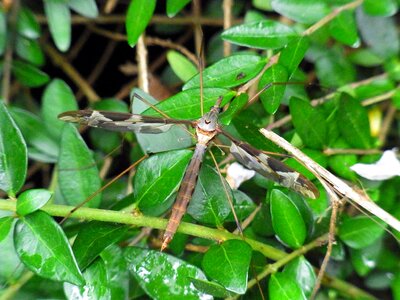 Mosquito animal nature