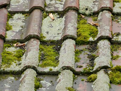 Old moss weave