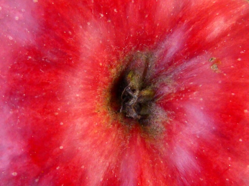 Macro nature plant