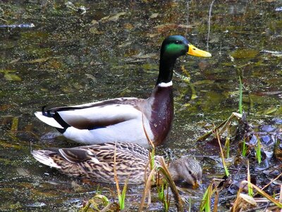 Birds animals nature