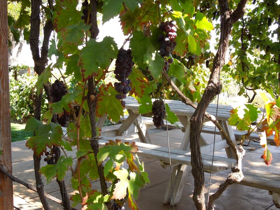 Grape vine leaves