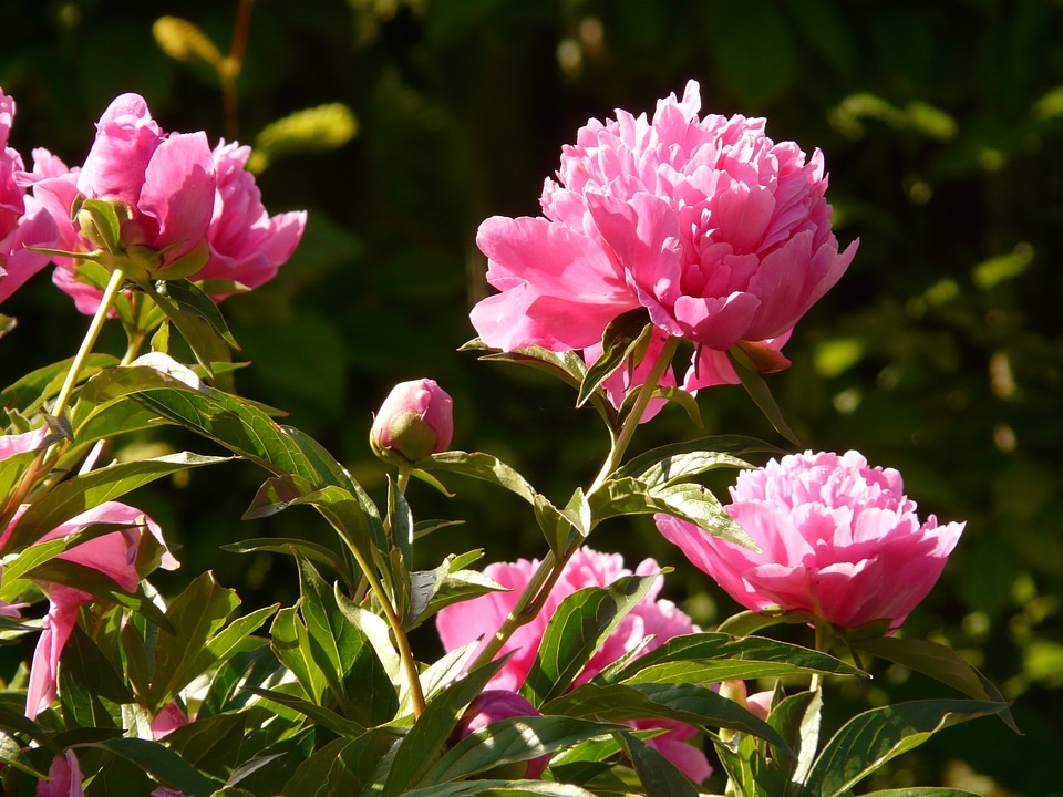 Pink garden spring