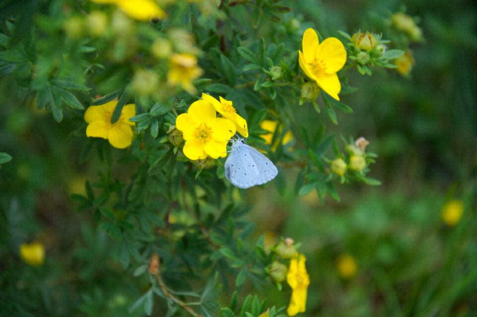 Blue yellow green