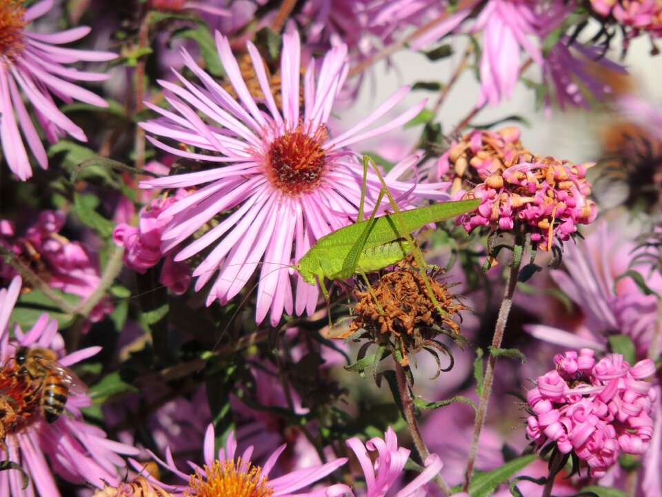Insect flower flowers