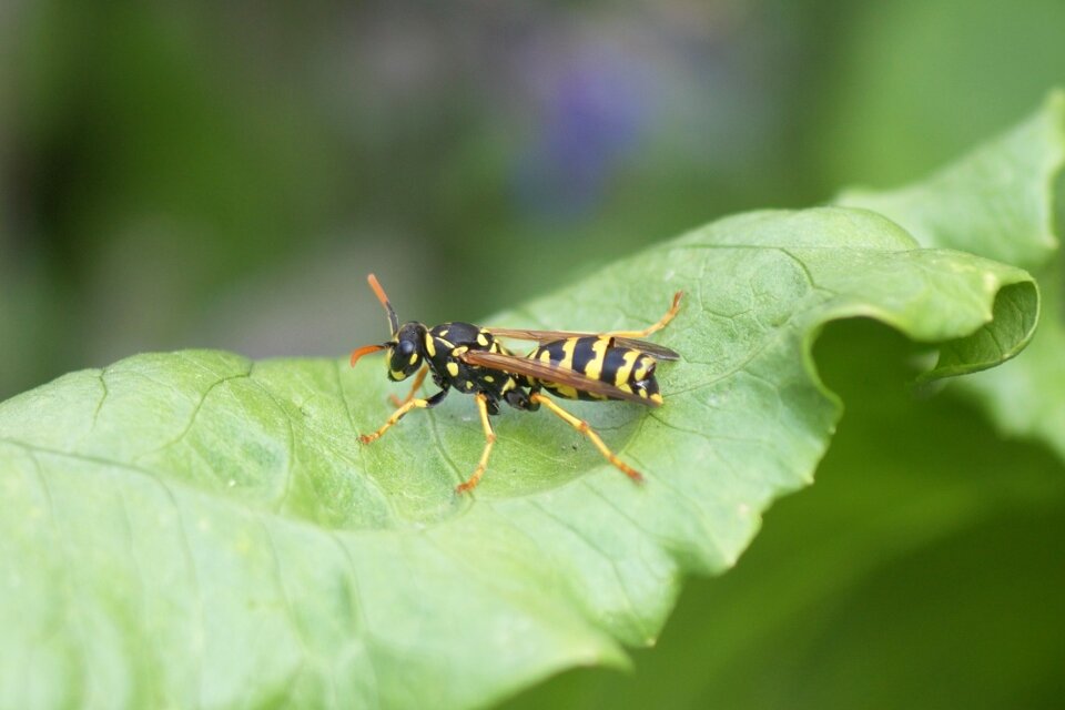 Sting yellow black
