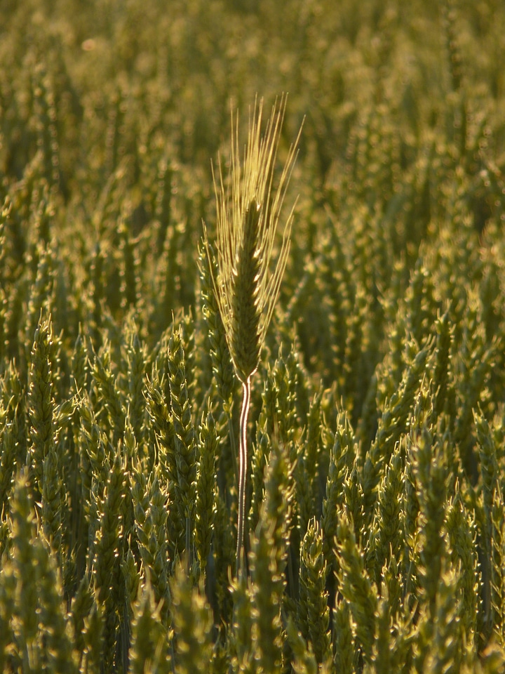 Wheat field wheat spike cereals