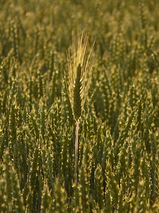 Wheat field wheat spike cereals photo