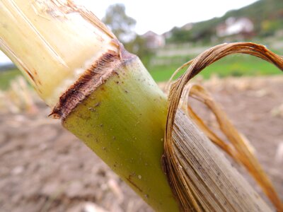 Stalk agriculture food