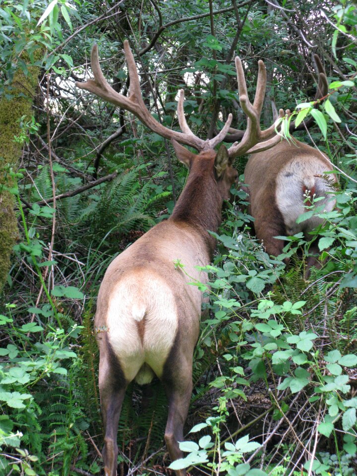 Antler forest mammal